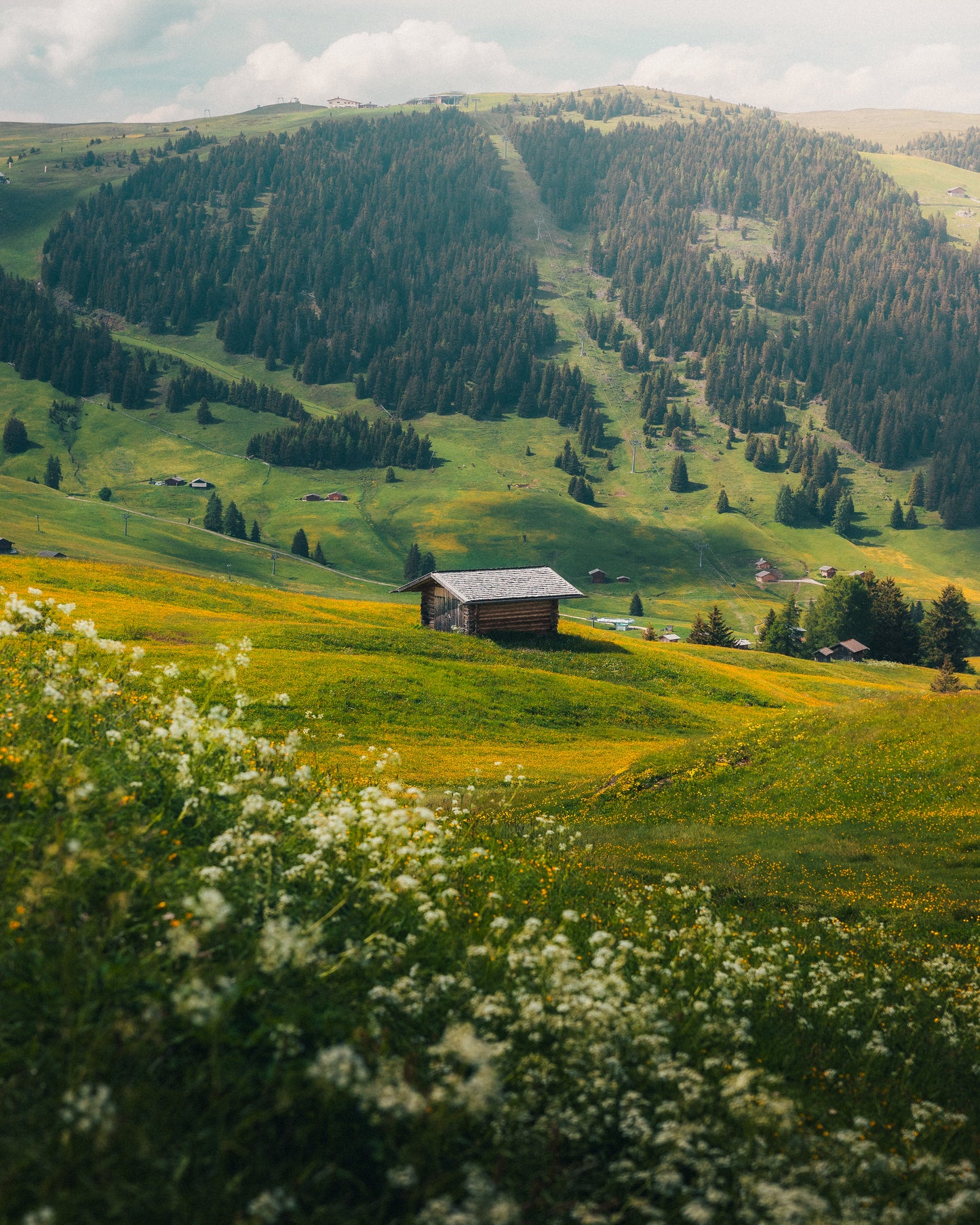 Wildflowers of Seiser Alm | Limited Edition Fine Art Print