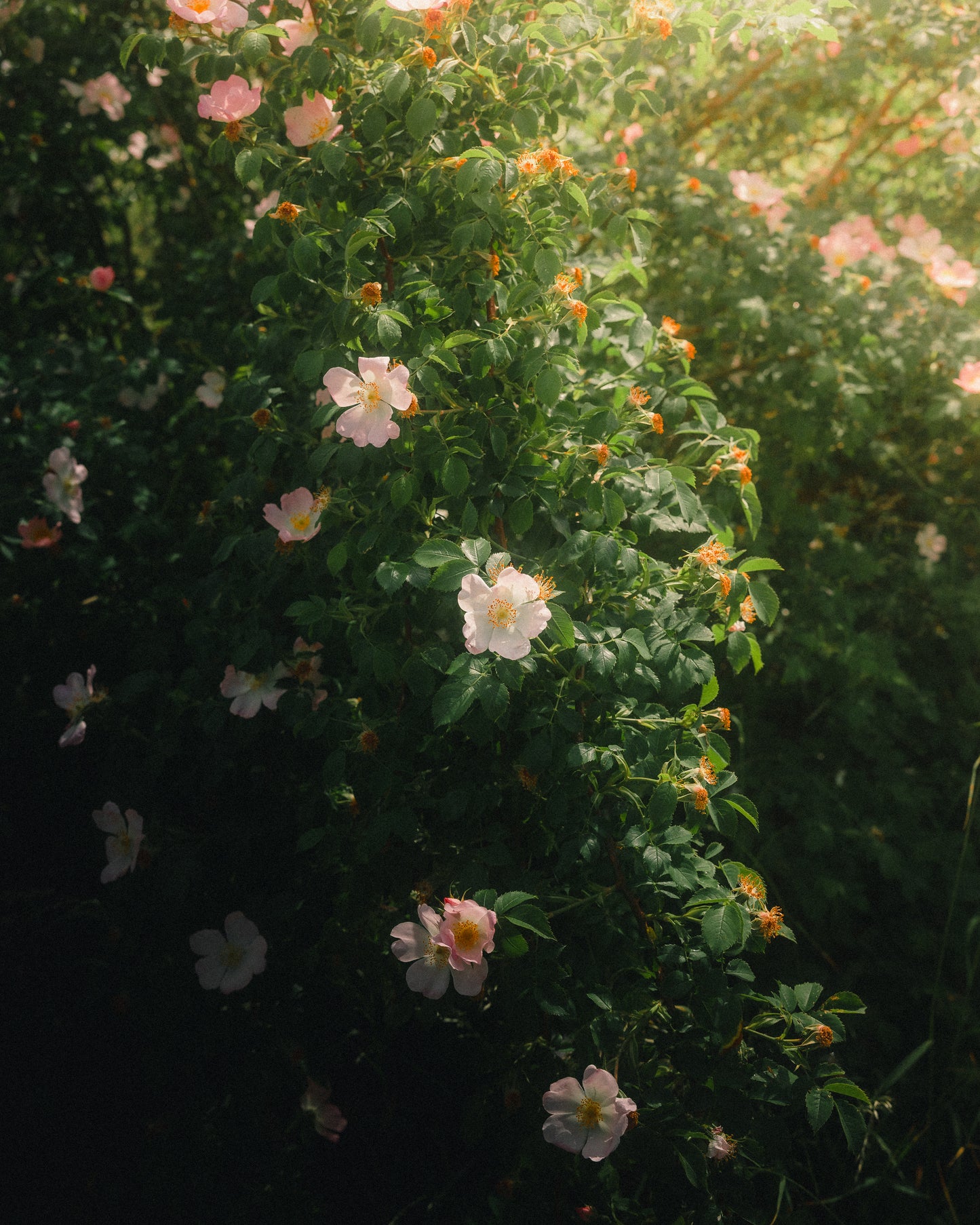 Where Sun and Green Meet | Limited Edition Fine Art Print