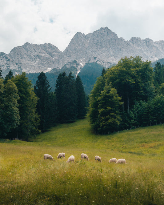Alpine Grazing | Limited Edition Fine Art Print