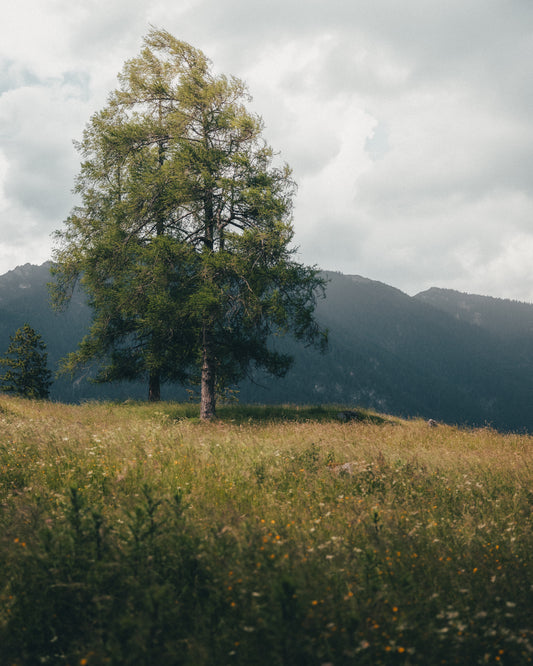 A Peaceful Hill in Bavaria | Limited Edition Fine Art Print